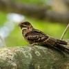 Lelek indomalajsky - Caprimulgus macrurus - Large-tailed Nightjar 7462